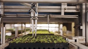 Automatic planting of young seedlings using a robot in an industrial nursery