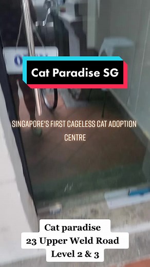 Cat Paradise on TikTok