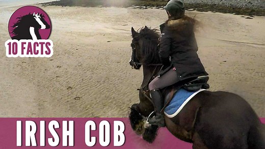 9.3K views · 468 reactions | The Irish Cob is a strong and versatile breed from Ireland.  Learn more about these amazing horses in this 10 Fascinating Facts Video! Special Thanks to: J.T. Equestrian | Discoverthehorse | Facebook