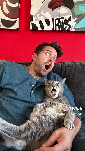 Cats Watching Scary Movies: Fun Reactions Caught on Camera