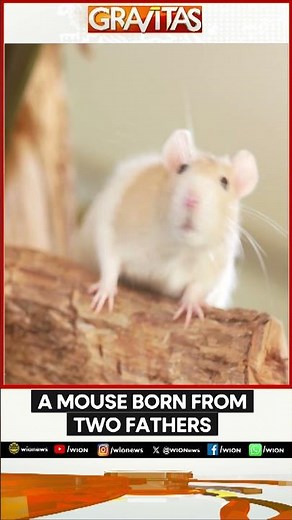Mouse With Two Fathers Successfully Reproduced In Lab | GRAVITAS