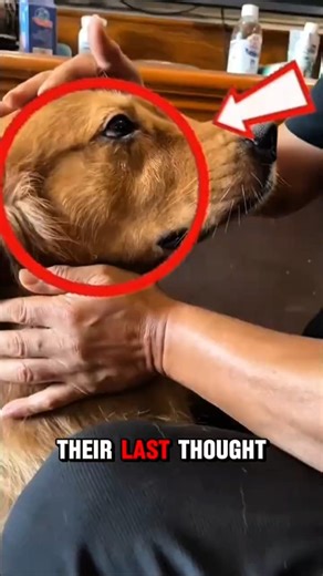 WHAT DOGS THINK BEFORE THEY DIE 🥺💔