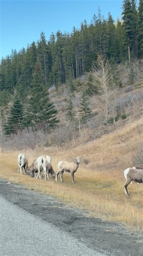 Bighorn sheep in highway 40. 10/25/25 #bighornsheep #wildlife #wildanimals #kananaskis #highway40 #highlightseveryone #reelsvideoシ #fbreelsfypシ゚viralシb #highlightseveryonefollowers2025 #highlightsシ゚ #reelsfypシ #Kalinga | Kalinga Ud Canada