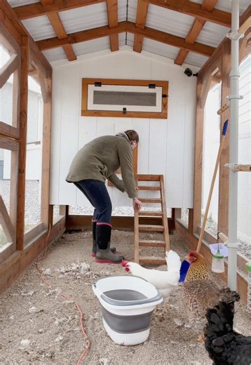 Building a Backyard Chicken Coop: Essential Tips