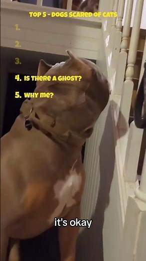 Top 5 dogs scared of cats