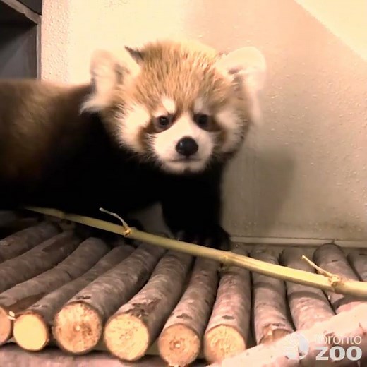 Red Panda Cub Emerges From His Nest Box 👀🐾