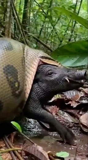 Anaconda Swallows a Wild Boar Whole — A Real Predator Moment 🐍🐗😨