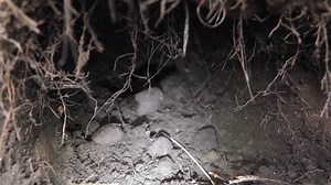 138 reactions · 26 shares | Field staff have gathered in-the-burrow...