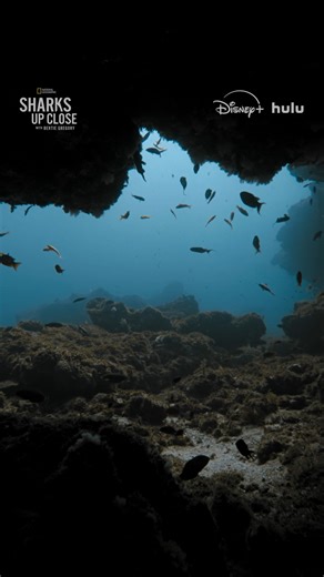 South Africa's Aliwal Shoal isn't just home to sharks, but to all kinds of interesting sea creatures. When sharks are protected, the entire ecosystem benefits. #SharksUpClose with Bertie Gregory is now streaming on Disney and Hulu. | National Geographic Animals