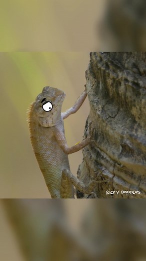 Chomp Chomp Animation: Ricky Doodles Cartoon