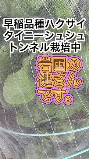 【白菜栽培】トンネルで育てる「タイニーシュシュ」！巻く？巻かない？収穫の判断ポイント#ミニ野菜 #家庭菜園初心者 #野菜作り 2025/07/21
