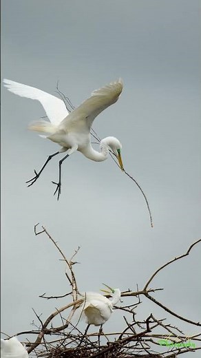Great Egret Braving the Wind to Build Its Nest