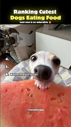 Ranking Cutest Dogs Eating Food