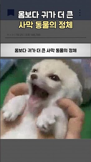 몸보다 귀가 더 큰 사막 동물의 정체