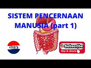 SISTEM PENCERNAAN MANUSIA (part 1)