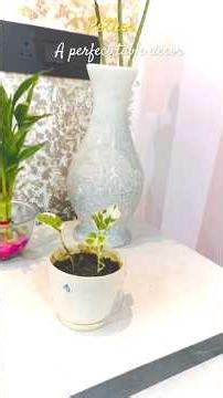 Pothos for table decor ..🪴🤗