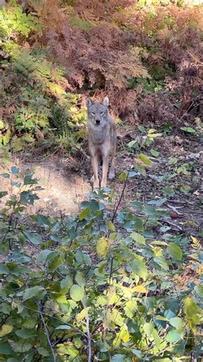 I’m calling this one a hybrid. What do you see: more wolf or more coyote? #nature #wolf #wildlife | Calvin Crispo
