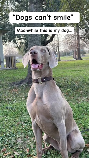 grinning ear to ear 😁 #weimaraner