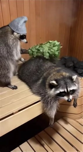 racoon spaw 😂 #cats