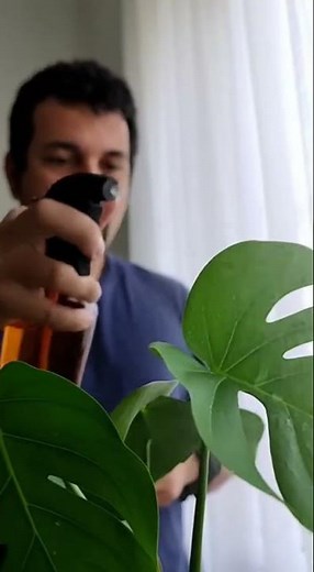 “How to care for plants indoors”