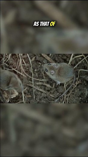 Top Ten Animals That Can See Infrared Light: Vision of Mice