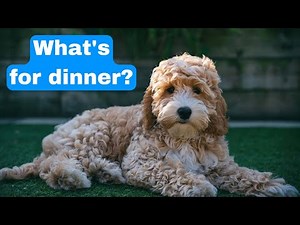 Best Food For a Cockapoo? Best Dog Food For Cockapoos.