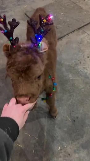 Tasin on Instagram: "Santa’s out of reindeer - kenlicarlson - #rodeo #cows #ranchlife"