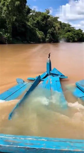 Giant Flying Fish Terrify Local Fishermen