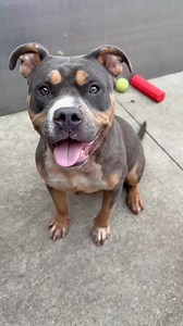 Bumble has the tiptoe tappy dance down. She is hyped to explore all the treat flavored available. She smart too and not afraid to show it off. When Bumble isn’t being a foodie, she can be found rolling around. She is very roly-poly. Bumble will crawl in the grass (her skin/fur is a mess) or in an available lap. She is excited to cuddle as she is to snack. Came in as a stray on 8/12/25 and is available for rescue holds NOW, transferable on 8/14/25 at 7pm. Found near 8300 S May St Chicago Bumble A