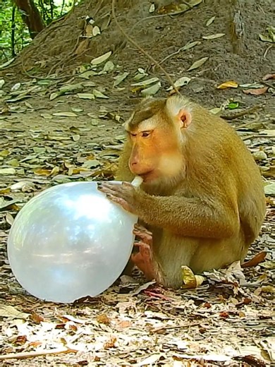 Most funny monkey blow the balloon #reelschallenge #reelsfypシ #reelsfacebook #reelsfbviral #monkey #animals #funnyprank #babymonkey #funnyanimals #pets #reelsfypシ #reelsfb #puppy | Monkey Love99