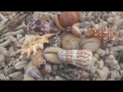 Hunting for seashells during rough seas