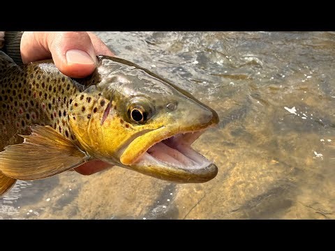 First day of Spring Fishing in Colorado!! (Cold Spring Fishing)