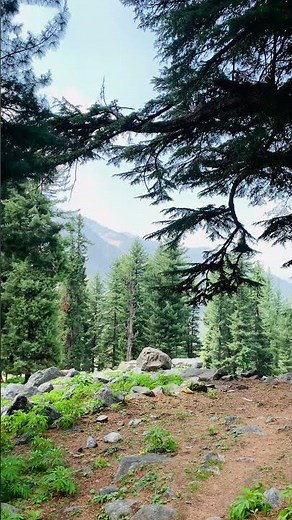 Wow swat Kalam valley beauty 😍|Kalam tallest mountains and trees like a fantasy 😇