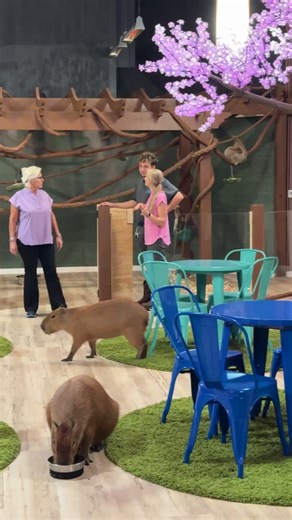 Wild Encounters - A Capybara Cafe located right across the street (on the same side) from ZooWorld Panama City Beach. I can't wait to go back again! | Kelly Breedwell