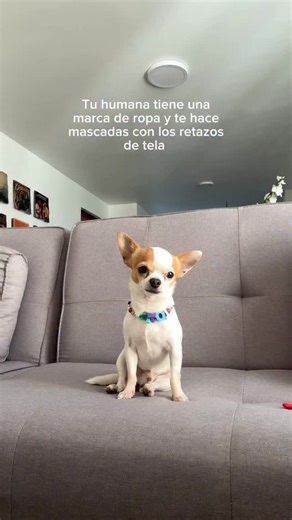 Julian el chihuahua on Instagram: "Quiero pensar que AL MENOS tengo mascadas gratis 🫠❤️‍🔥"