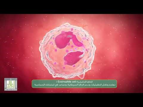 الخلايا المحببة - خلايا الدم البيضاء