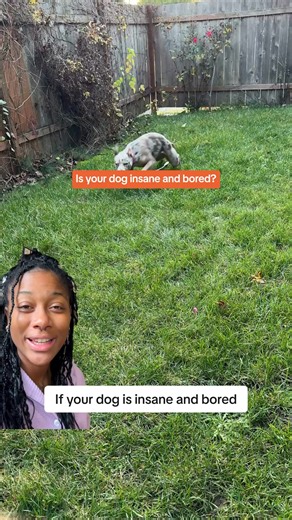 "If you love your dog, give them a Bullymake Box!" Made with safe, non-toxic materials, these tough toys and delicious treats are built just for power chewers. 💪 Keep them happy, healthy, and entertained! 🐾🎁 | BULLYMAKE