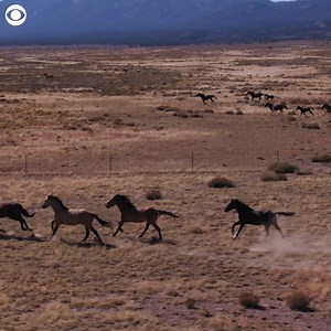 Check out these wild horses roaming free near Dugway, Utah. Right now there is a debate underway over what to do with the exploding population. This drone video shows the Onaqui herd, there are about 450 total wild horses in the area. | WNEMTV5news