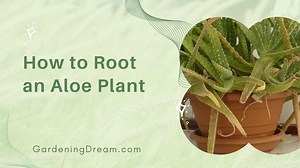 How to Root an Aloe Plant