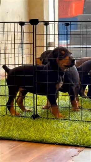 Doberman Puppies for sale - 7680904157
