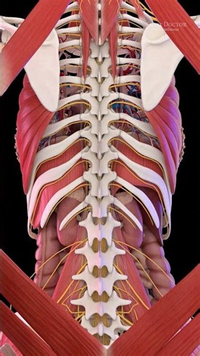Human body muscles | Anatomy 💓