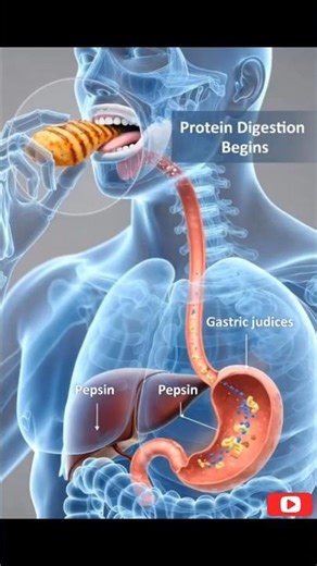 What Happens Inside Your Body After Eating Fish?#humanbody#usnurse#anatomy#motivation#fishfry#shorts
