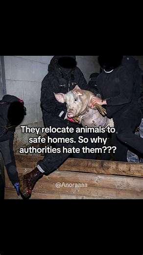 This anonymous group saves animals and frees them #animallovers #animalrescue #hero #humanity #love