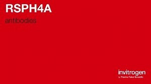 RSPH4A antibodies from Thermo Fisher Scientific