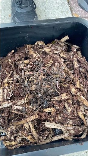 Turn Food Waste Into Garden Gold with Red Wiggler Worms! Set up a Worm Farm at Home!