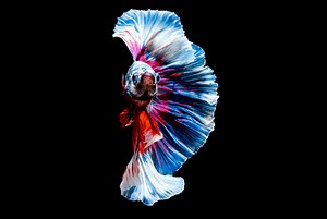 Siamese fighting fish - Alchetron, The Free Social Encyclopedia