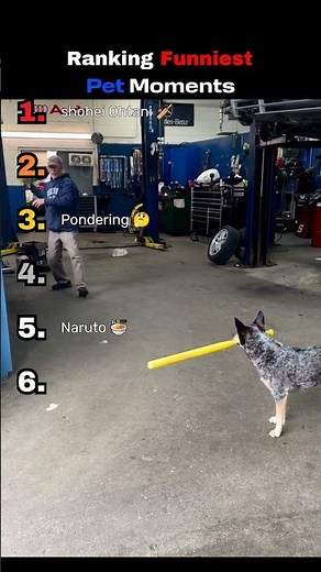 Ranking Funniest Pet Moments