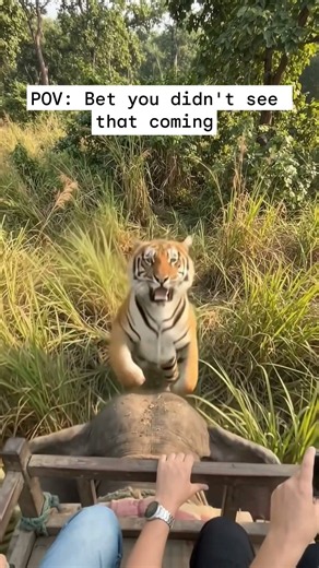 Have you seen a wild tiger this close on safari? 🐯 #Tiger #India