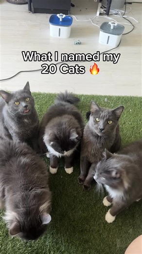 Creative Name Ideas for Your New Pet