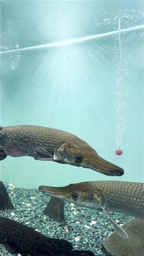 Beautiful Fish Shots in Crystal Clear Water | Relaxing Underwater Moments | #shorts